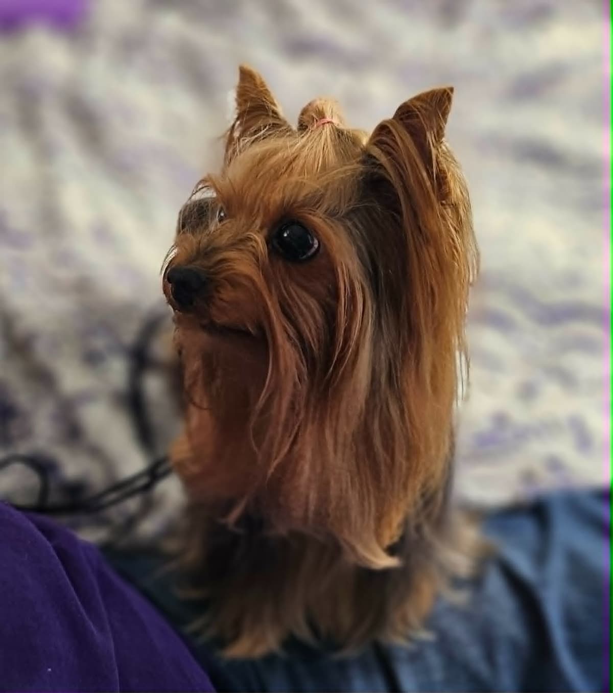 Yorkshire Terrier Puppies breeder image 7
