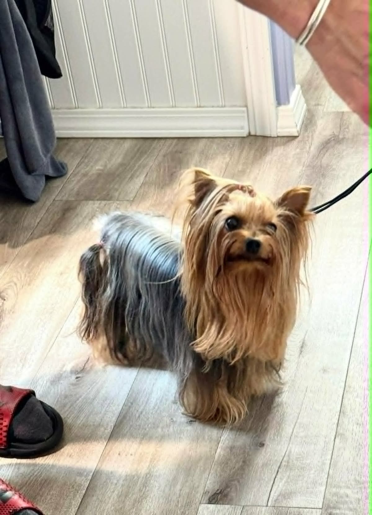 Yorkshire Terrier Puppies breeder image 6