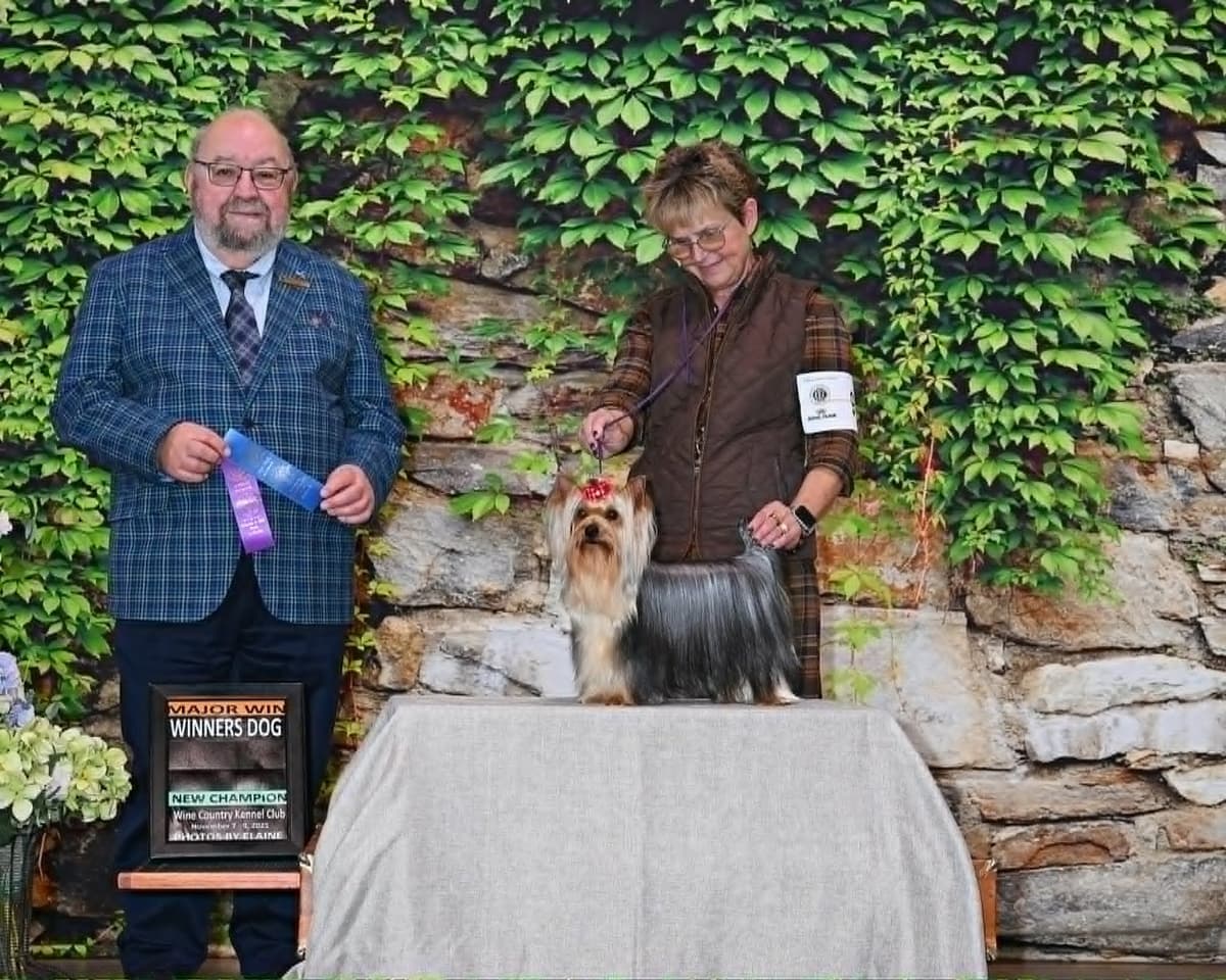 Yorkshire Terrier Puppies breeder image 5