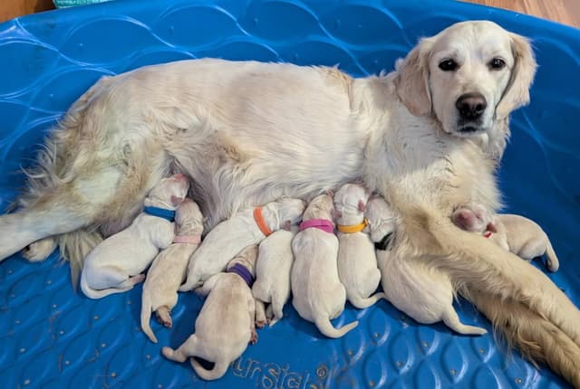 Golden Retriever Puppies media 2