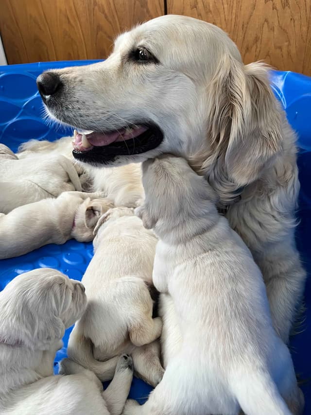 Golden Retriever Puppies media 3