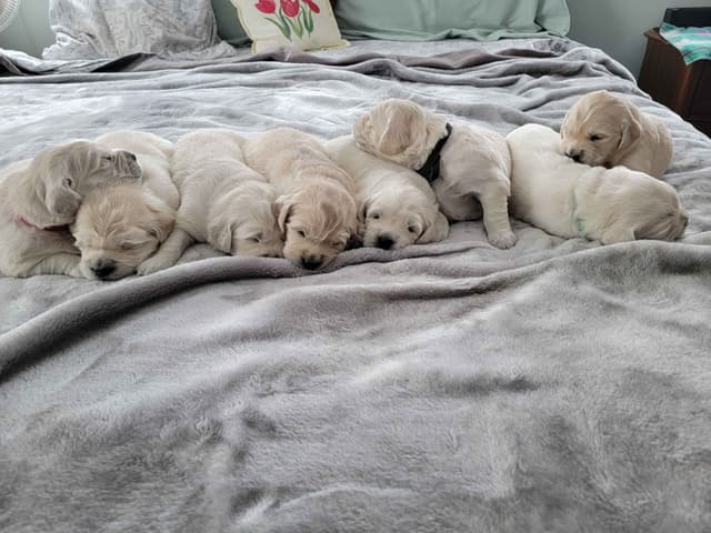 Golden Retriever Puppies media 4
