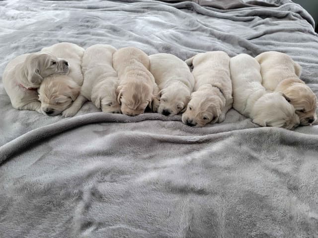 Golden Retriever Puppies media 5