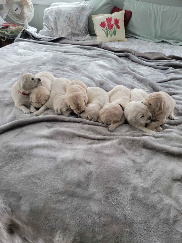 Golden Retriever Puppies media 6
