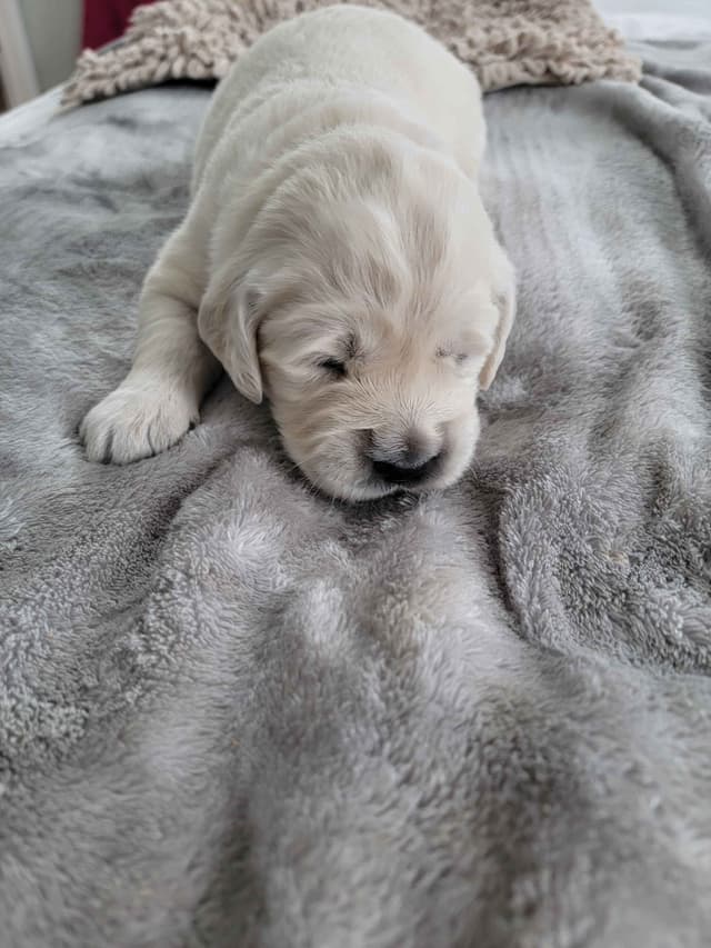 Golden Retriever Puppies media 8