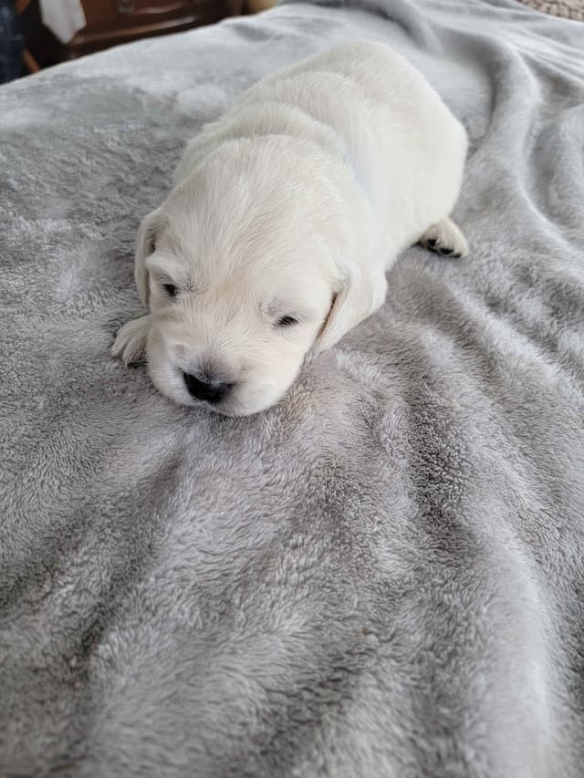 Golden Retriever Puppies media 9