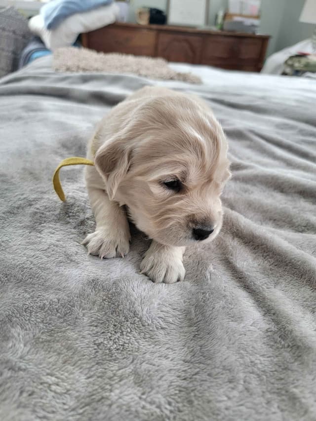 Golden Retriever Puppies media 10