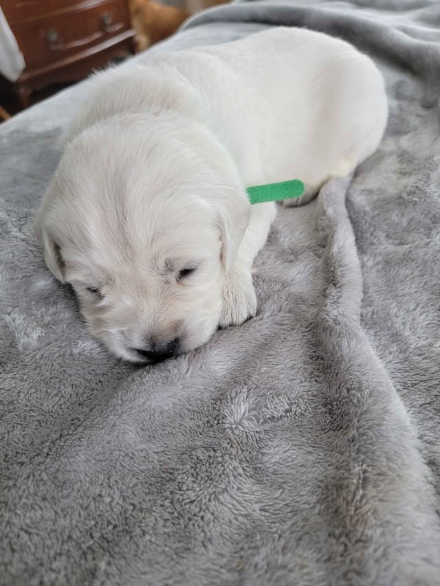 Golden Retriever Puppies media 11