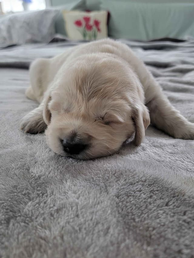 Golden Retriever Puppies media 12