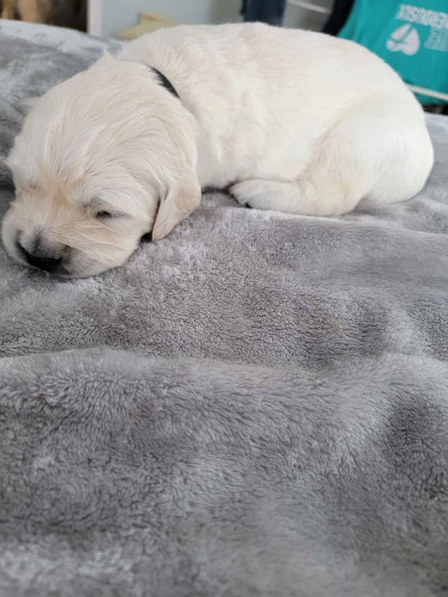 Golden Retriever Puppies media 13