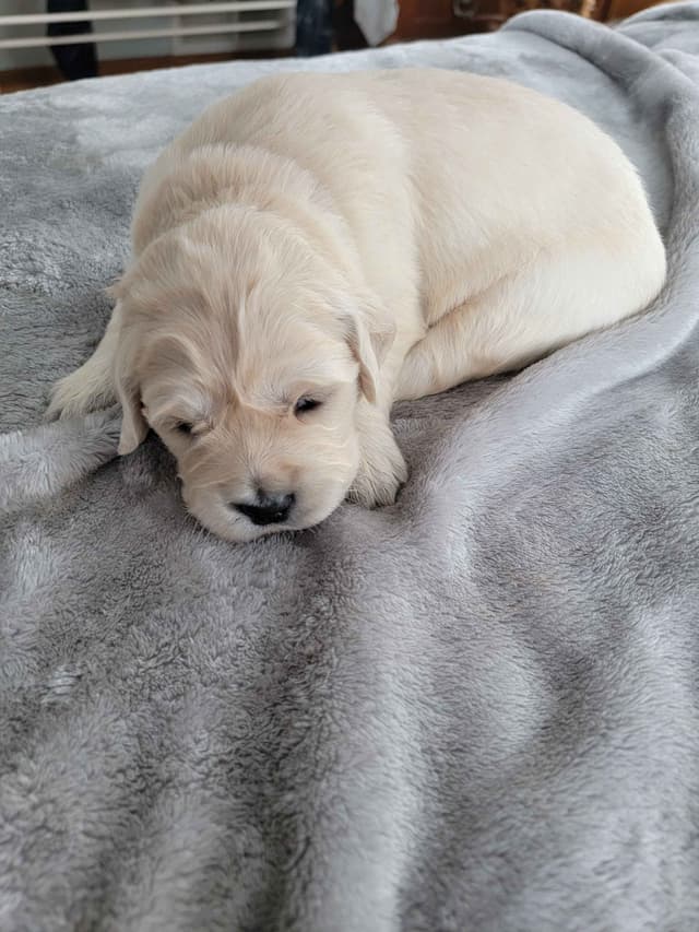 Golden Retriever Puppies media 14