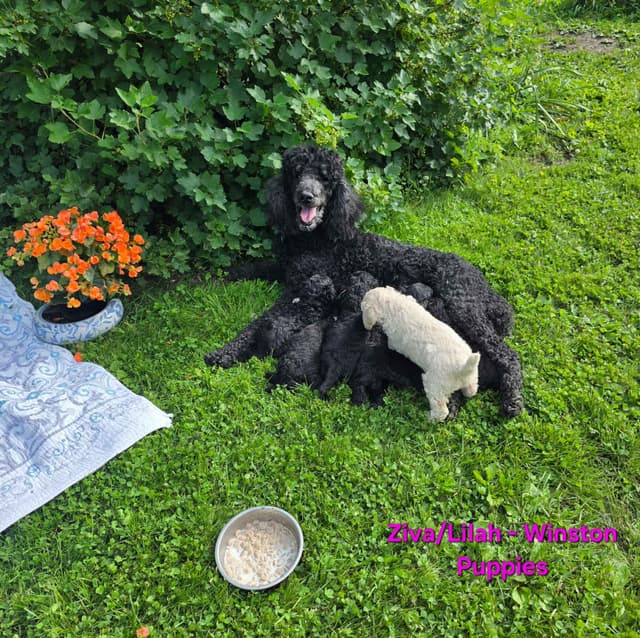 Standard Poodle Puppies! media 3