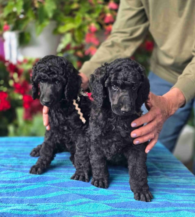 Standard Poodle Puppies! media 6