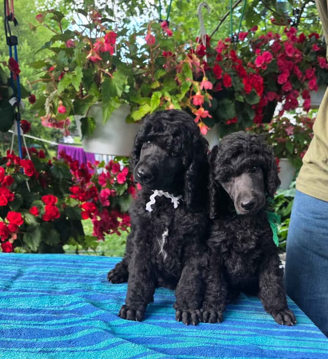 Standard Poodle Puppies! media 5