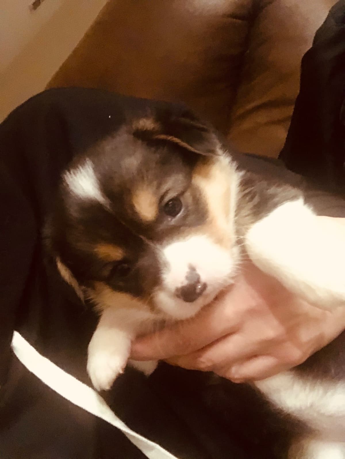Dachshund Puppies breeder image 5