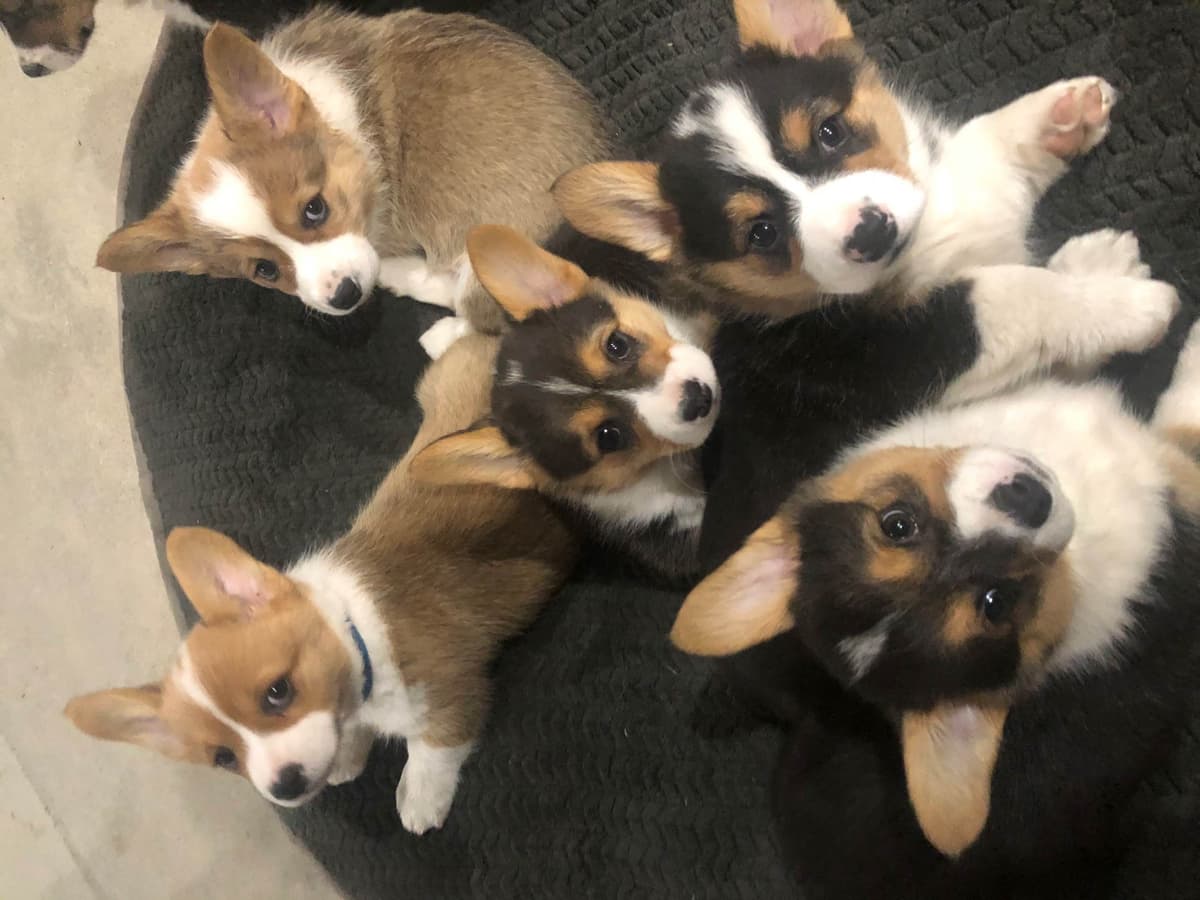 Dachshund Puppies breeder image 1