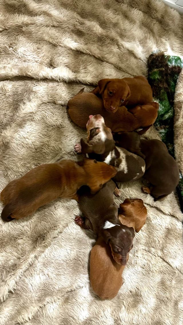 Dachshund Puppies media 2