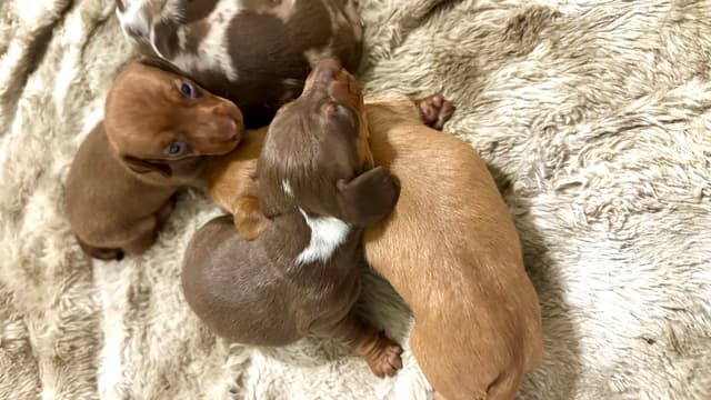 Dachshund Puppies media 3