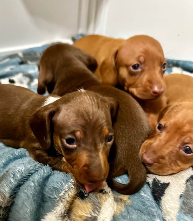 Dachshund Puppies media 5