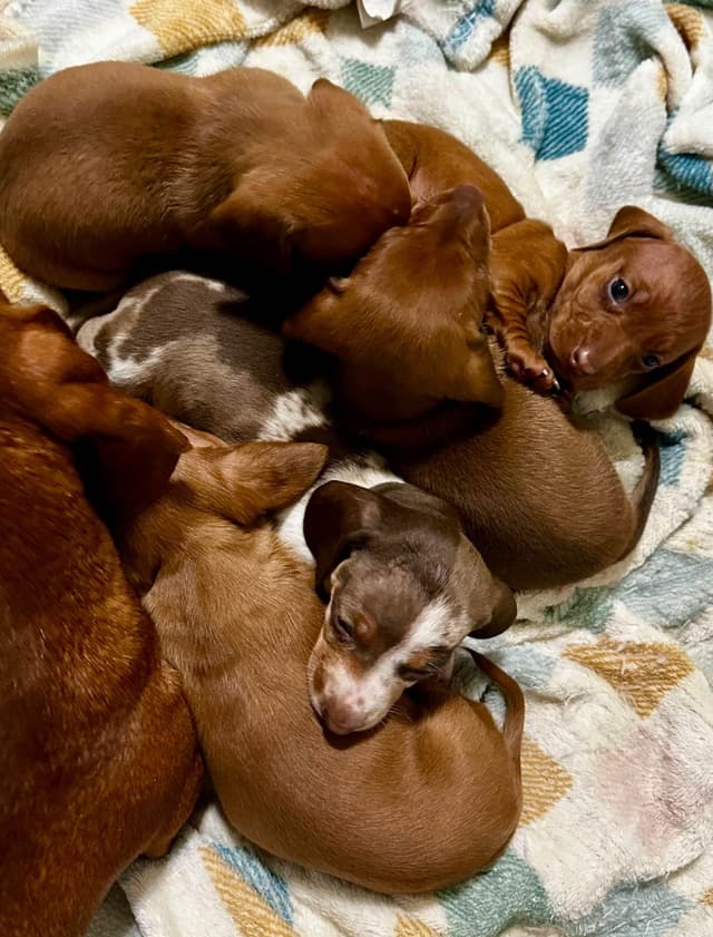 Dachshund Puppies media 8