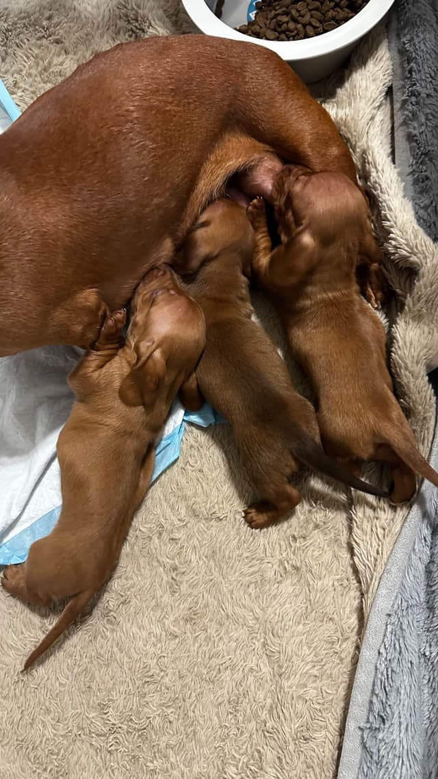 Dachshund Puppies media 10