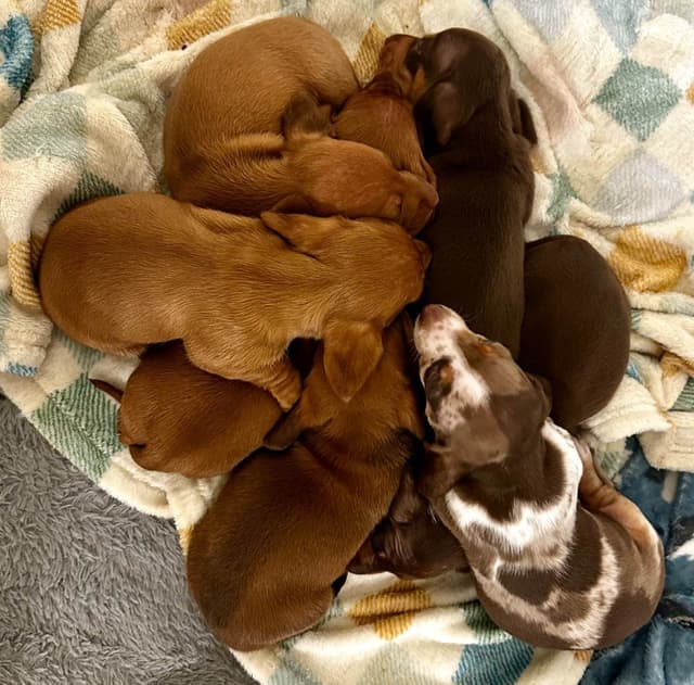 Dachshund Puppies media 12