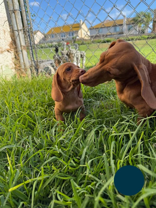 Dachshund Puppies media 13