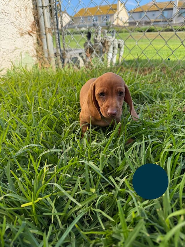 Dachshund Puppies media 14
