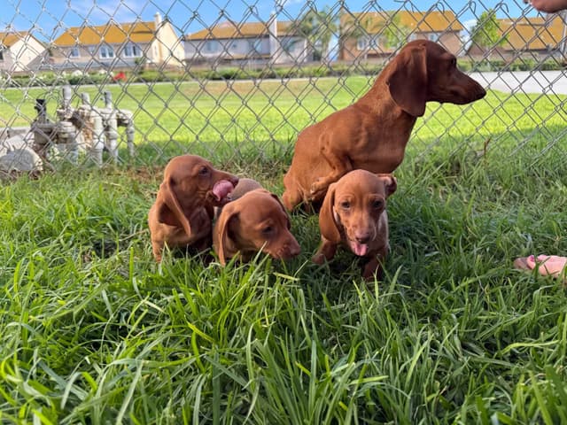 Dachshund Puppies media 15
