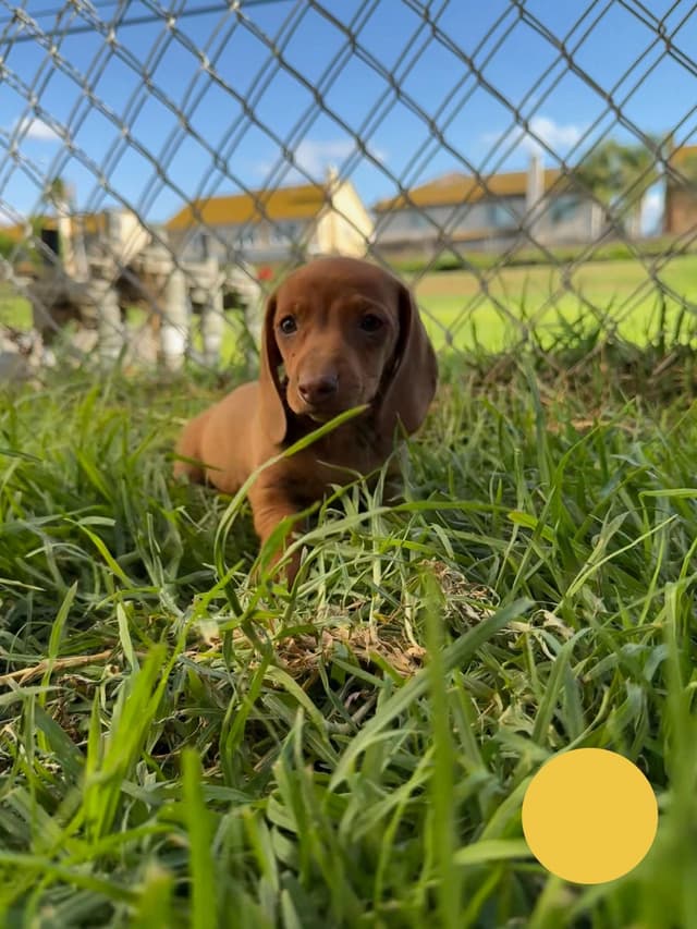Dachshund Puppies media 17