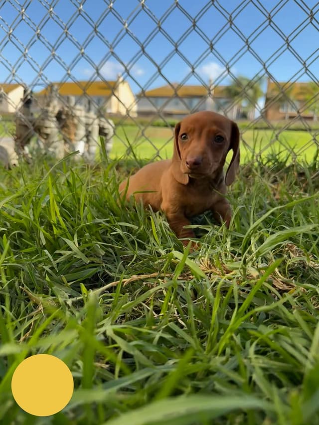 Dachshund Puppies media 18