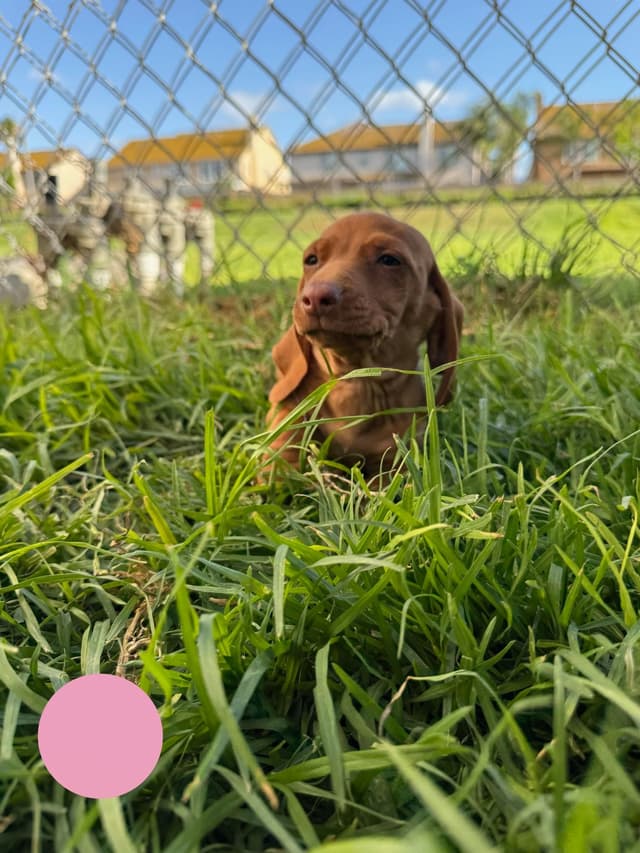 Dachshund Puppies media 21