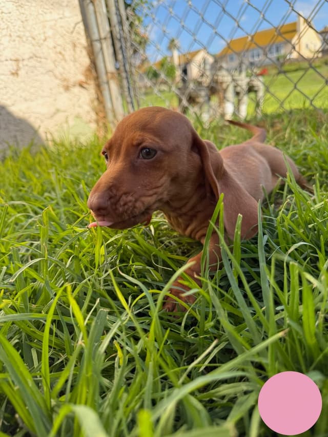 Dachshund Puppies media 22