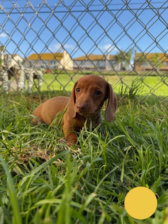 Dachshund Puppies media 25