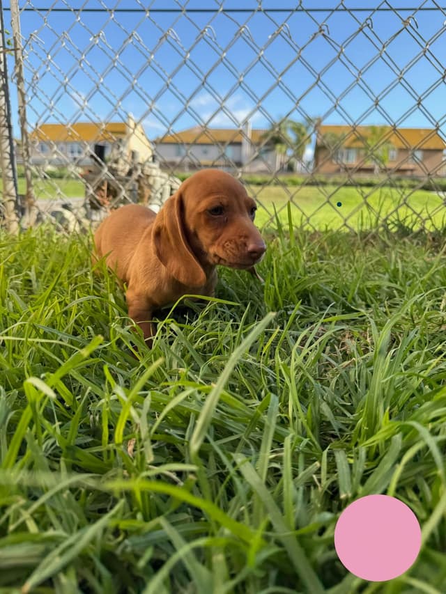 Dachshund Puppies media 26