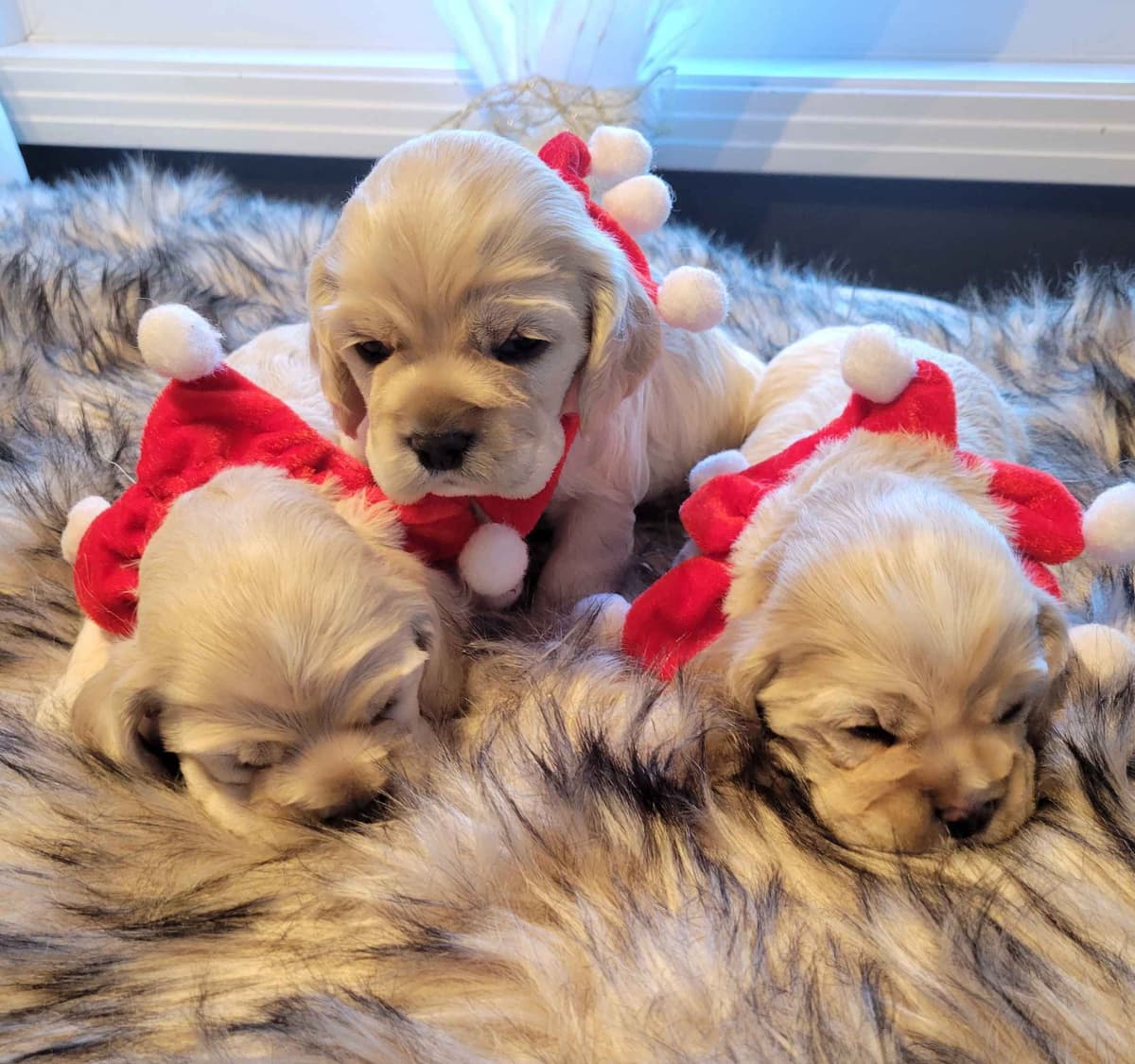 Cocker Spaniel Puppies breeder image 1