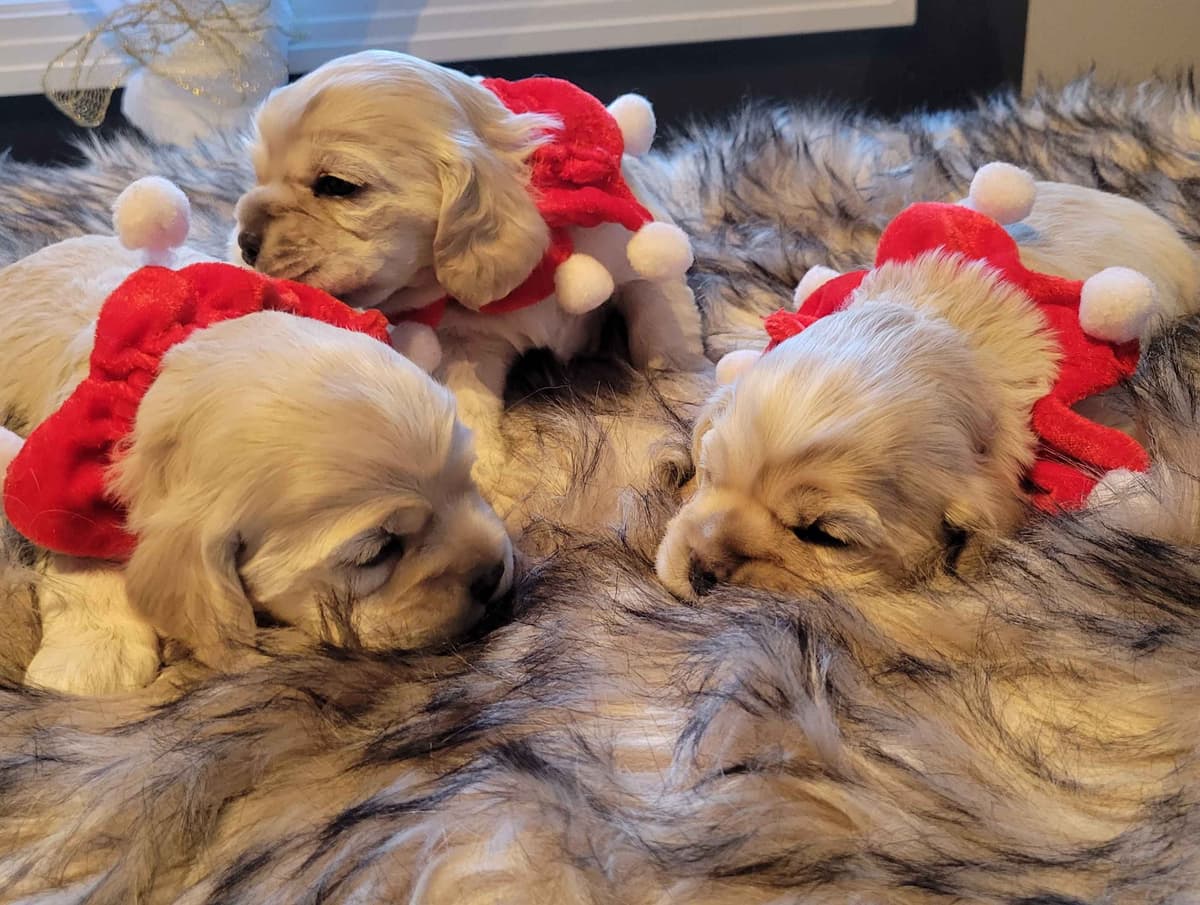 Cocker Spaniel Puppies breeder image 2