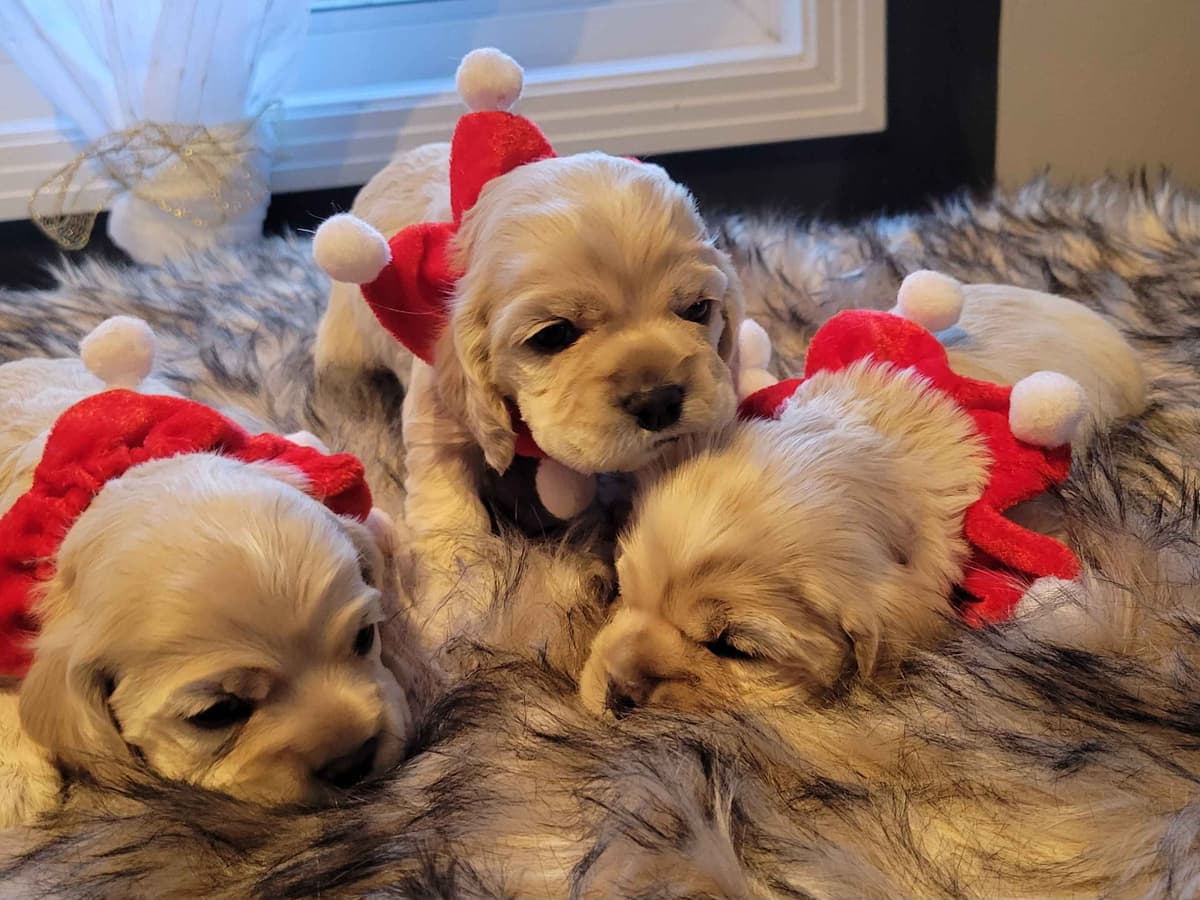 Cocker Spaniel Puppies breeder image 3