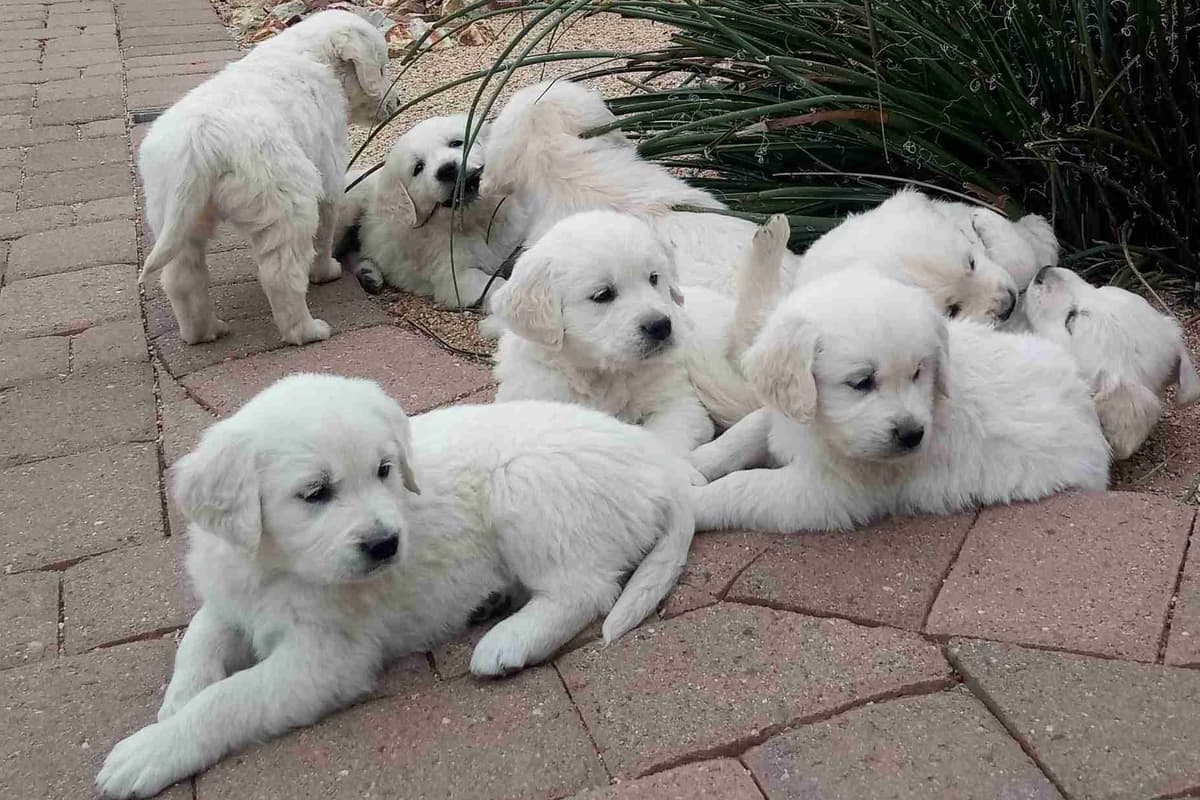 Golden Retriever Puppies breeder image 1