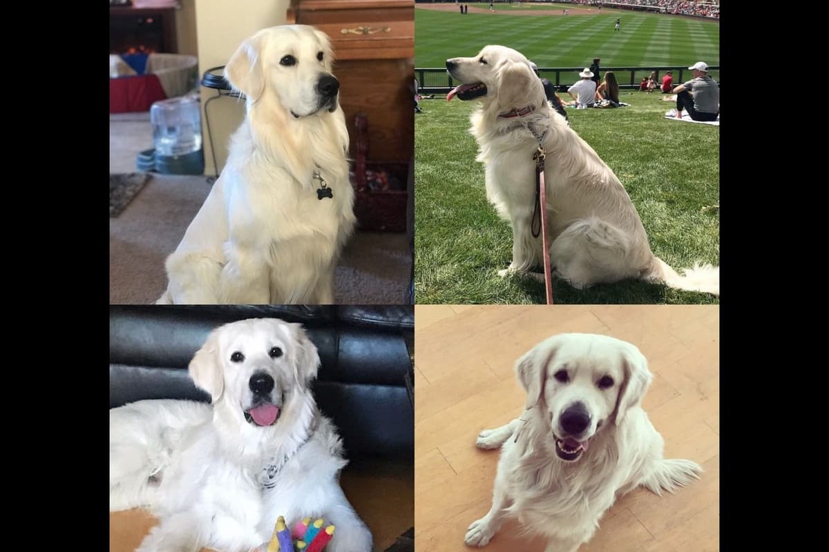 Golden Retriever Puppies breeder image 2