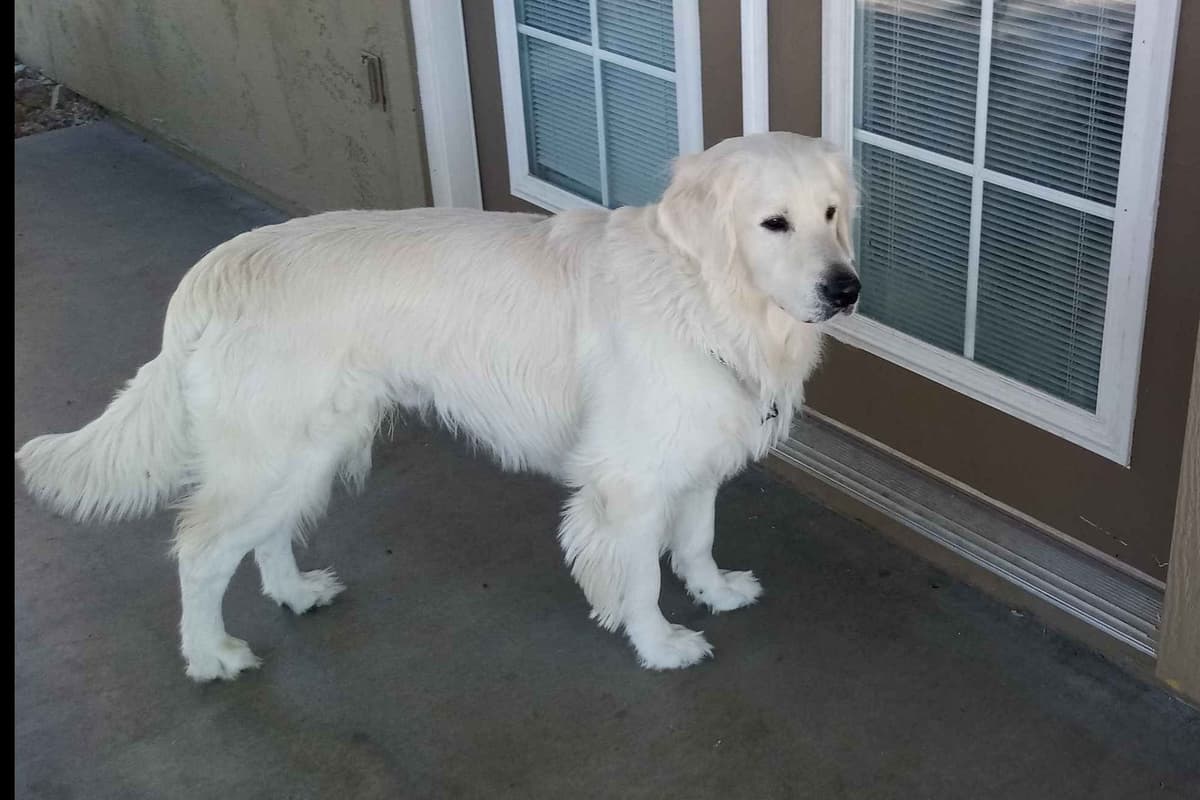 Golden Retriever Puppies breeder image 3