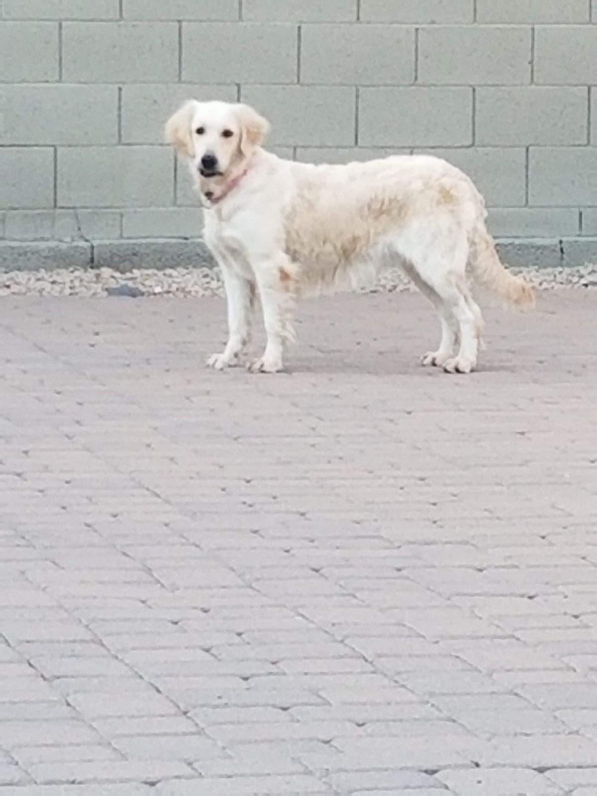 Golden Retriever Puppies breeder image 4