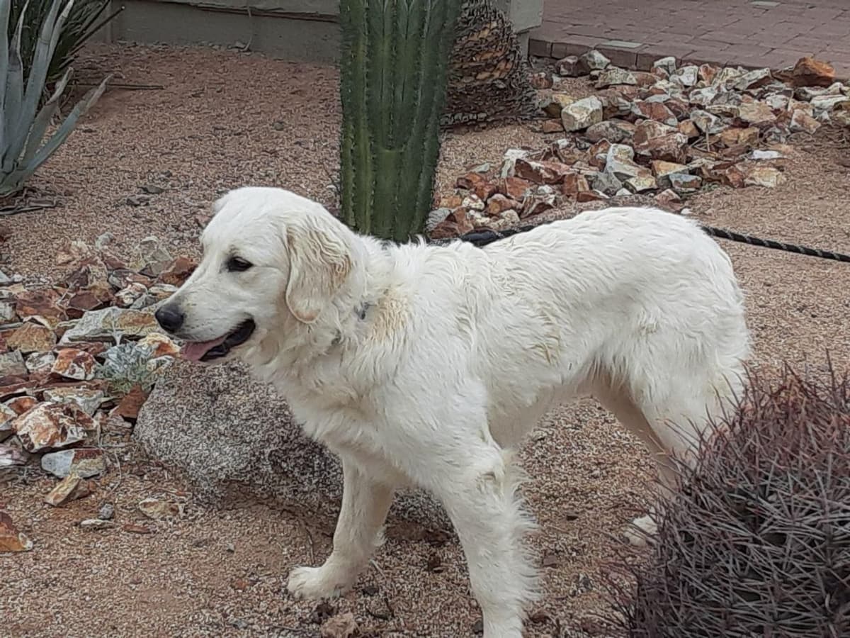 Golden Retriever Puppies breeder image 5