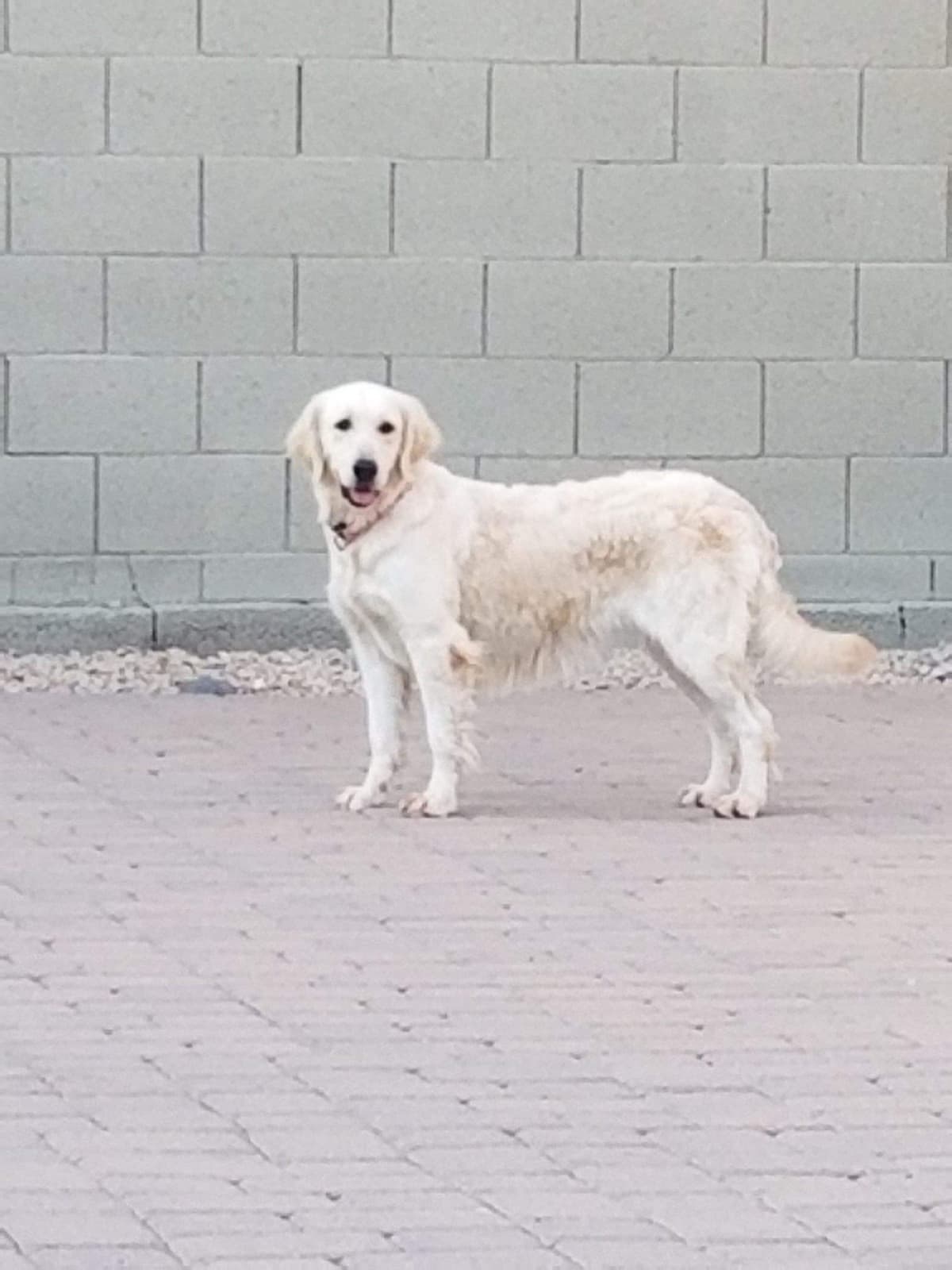 Golden Retriever Puppies breeder image 6