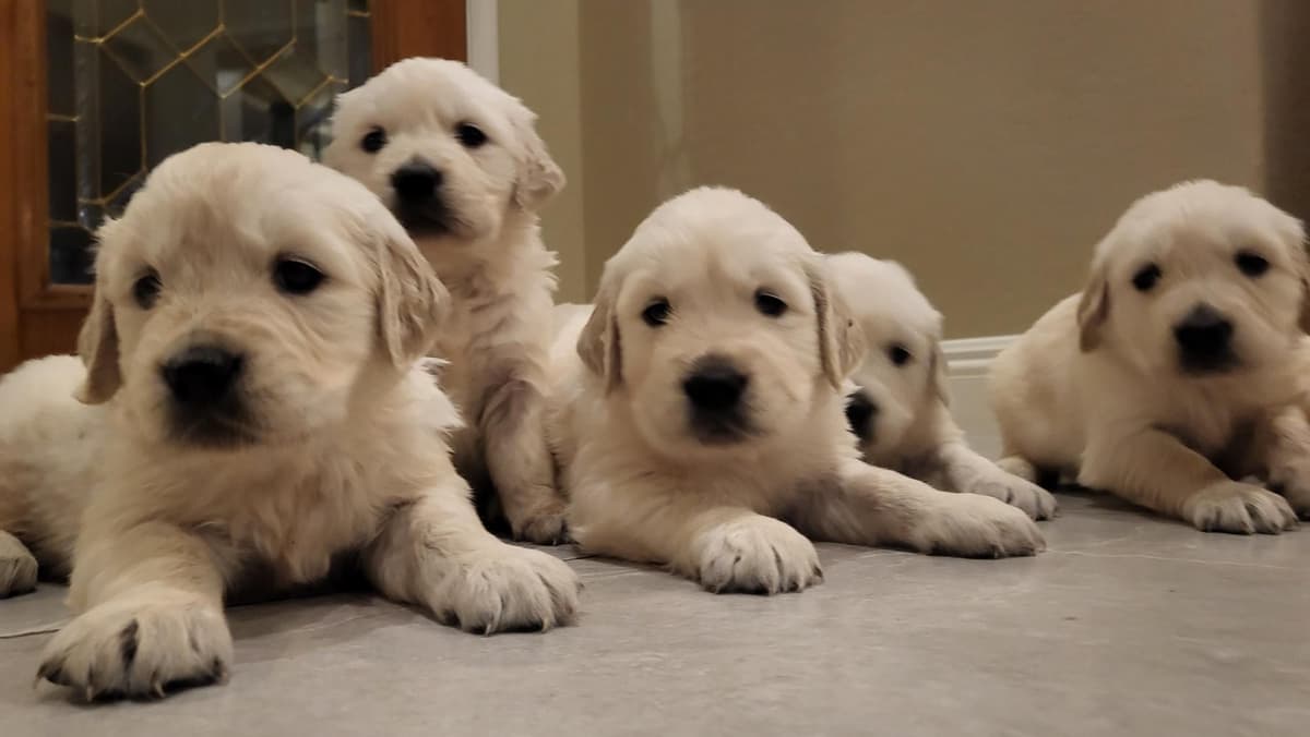Golden Retriever Puppies breeder image 8