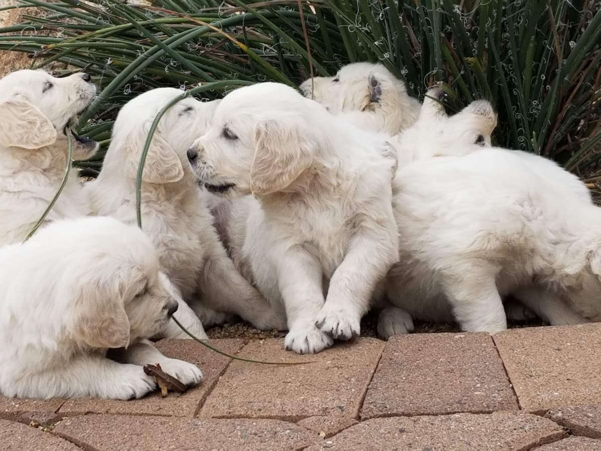 Golden Retriever Puppies breeder image 9