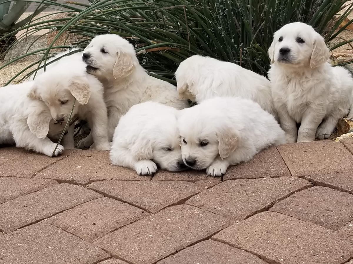 Golden Retriever Puppies breeder image 10