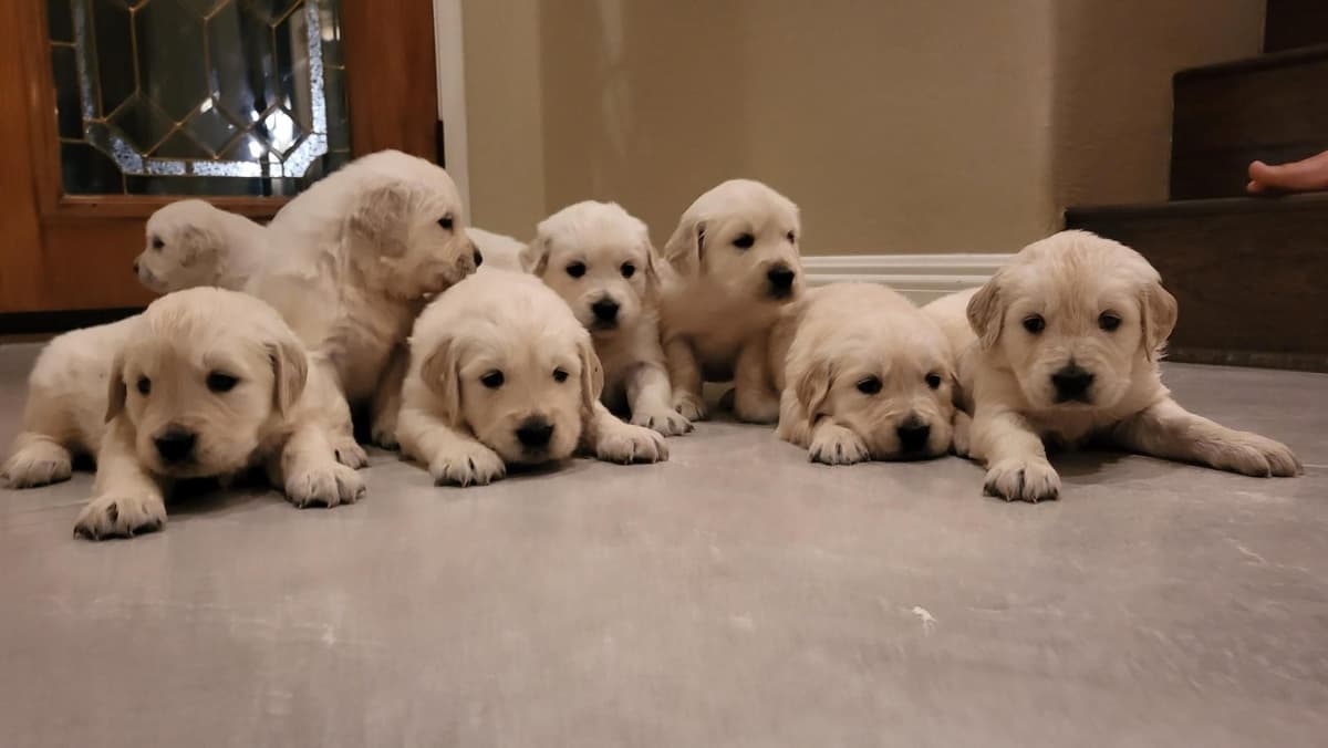 Golden Retriever Puppies breeder image 11