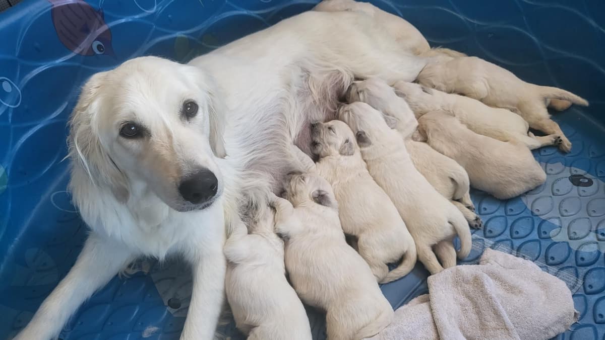Golden Retriever Puppies breeder image 12