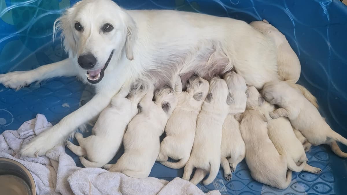 Golden Retriever Puppies breeder image 13
